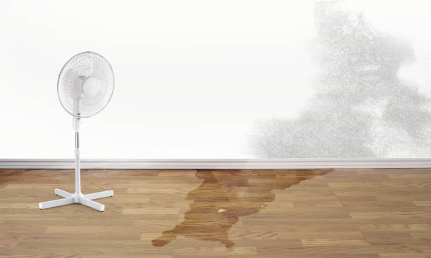Best Water damage cleanup near me  in Selbyville, DE